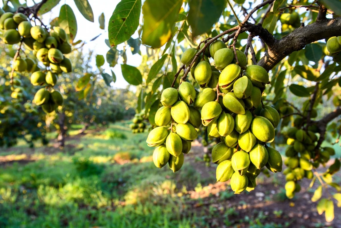 Gaziantep fıstıkları — Türkiye'nin yeşil altını